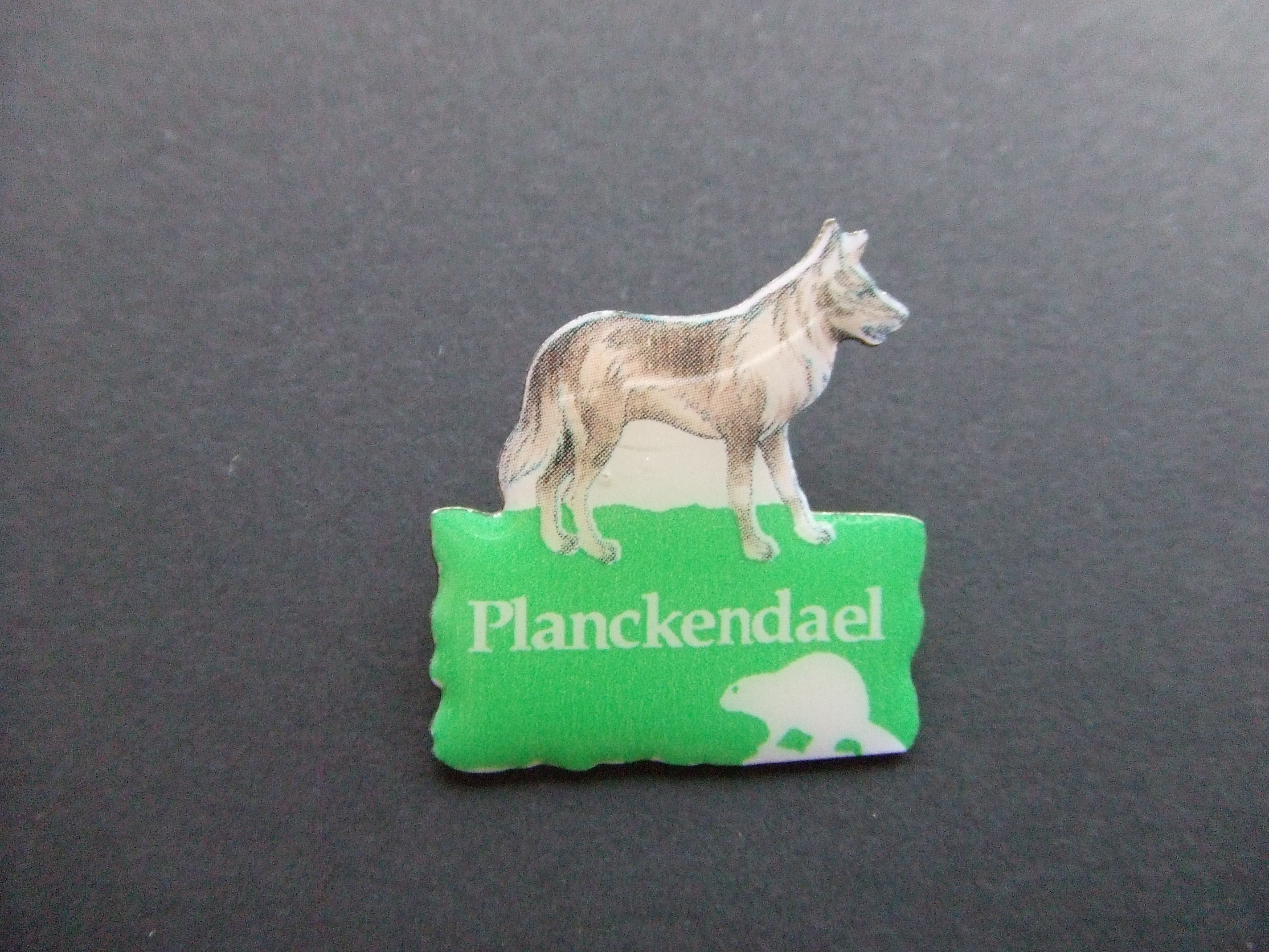 Wilde hond dierentuin Planckendael Belgie